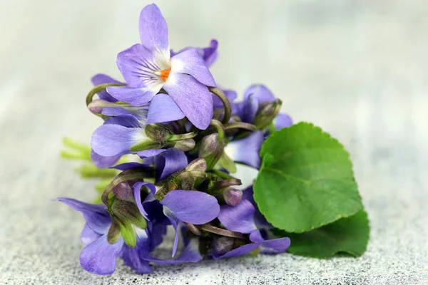 Violets flowers on wooden table — Stock Photo, Image