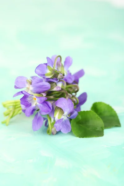 Flores violetas sobre fondo azul — Foto de Stock