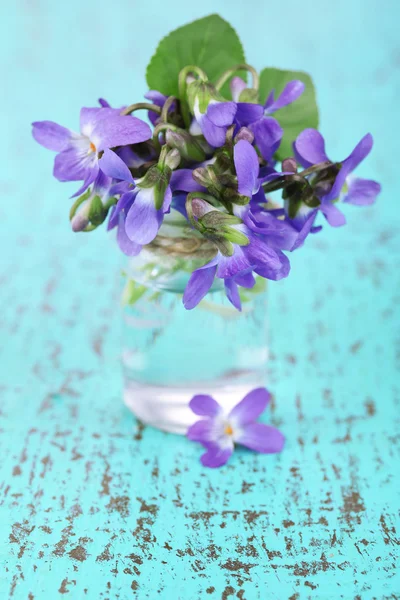 Violets flowers on blue background — Stock Photo, Image