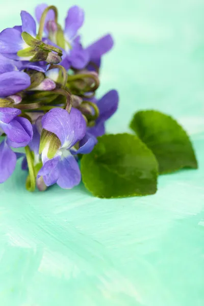 Violets flowers on blue background — Stock Photo, Image