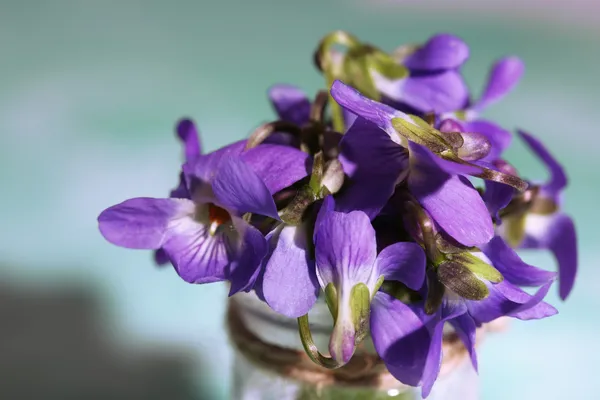 Veilchen Blumen auf blauem Hintergrund — Stockfoto