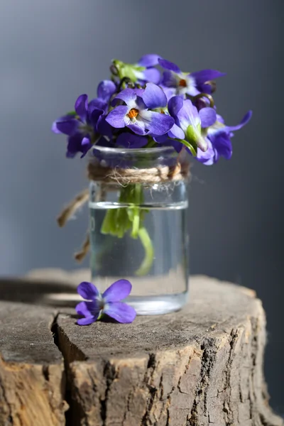 Flores violetas en tocón, de cerca —  Fotos de Stock