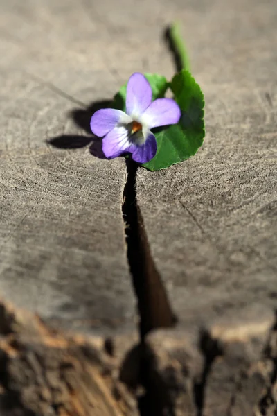 Violeta flor no toco, de perto — Fotografia de Stock