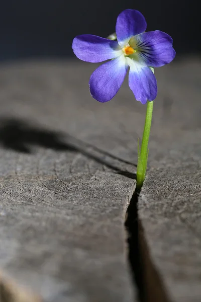 Flor violeta en muñón, de cerca — Foto de Stock