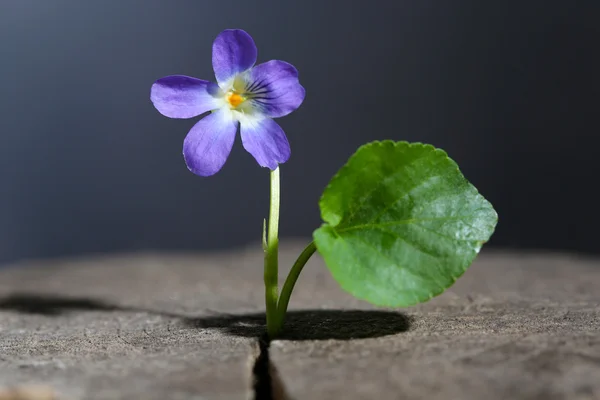 Violeta flor no toco, de perto — Fotografia de Stock