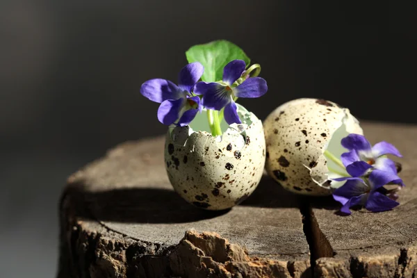 Komposisi Paskah dengan bunga violet dalam cangkang telur, tutup — Stok Foto