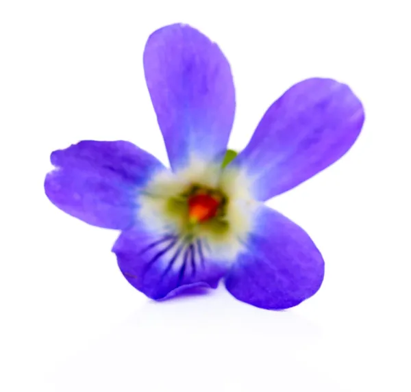 Violet flower, isolated on white — Stock Photo, Image