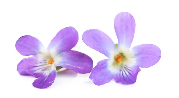 Violer blommor, isolerade på vit — Stockfoto