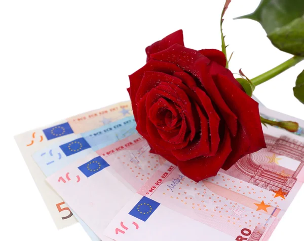 Beautiful rose and money, isolated on white — Stockfoto