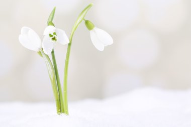 Beautiful snowdrops on snow, on light background clipart