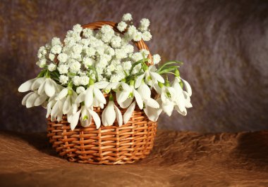 Beautiful snowdrops in basket, on brown background clipart