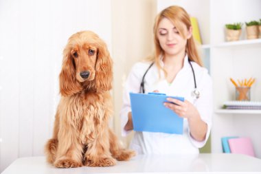 güzel genç kadın veteriner Kliniği köpek ile