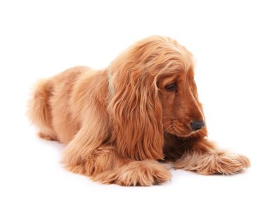 güzel cocker spaniel üzerinde beyaz izole