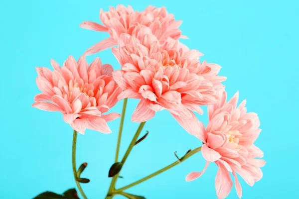 Розовые хризантемы на синем фоне — стоковое фото
