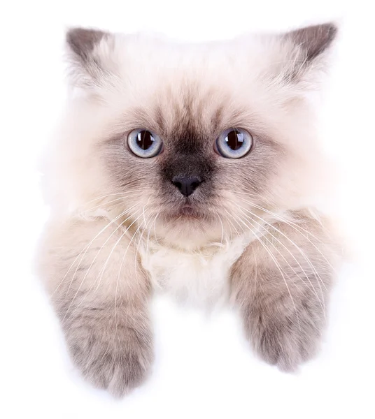 Schöne Katze isoliert auf weiß — Stockfoto