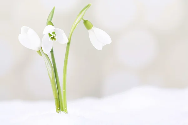 Όμορφη snowdrops στο χιόνι, επάνω ελαφρύς υπόβαθρο — Φωτογραφία Αρχείου