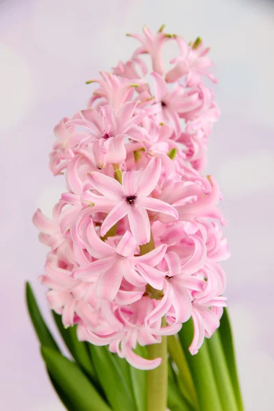 Pink hyacinth on bright background — Stock Photo, Image