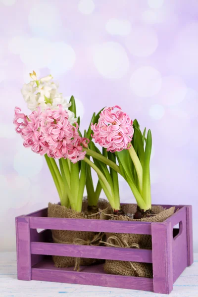 Hyacinth in crate on table on bright background — Stock Photo, Image