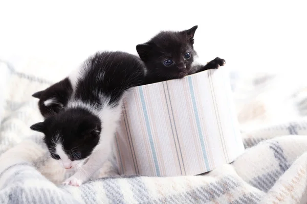 Симпатичные маленькие котята в декоративной коробке — стоковое фото