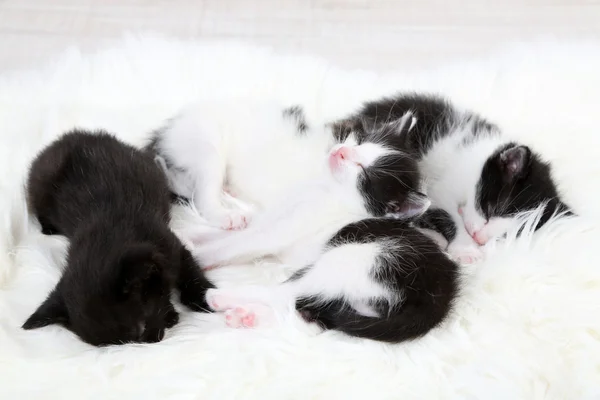 Söta små kattungar — Stockfoto