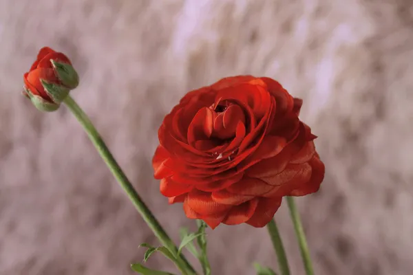 Ranunculus (buñuelos persas), sobre fondo de color — Foto de Stock