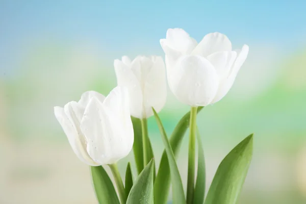 Beautiful tulips on bright background — Stock Photo, Image