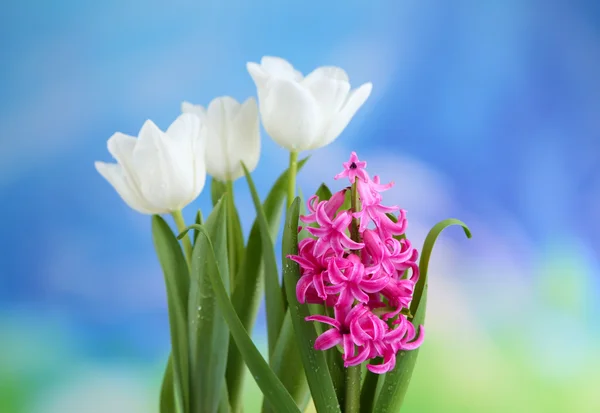Vackra tulpaner och hyacint blomma på ljus bakgrund — Stockfoto