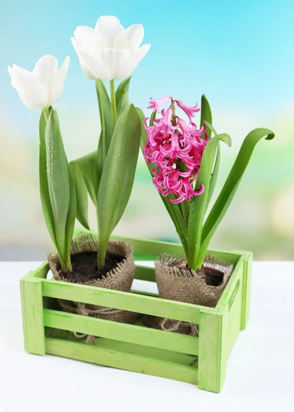 Beautiful tulips and hyacinth flower in wooden box on bright background — Stock Photo, Image