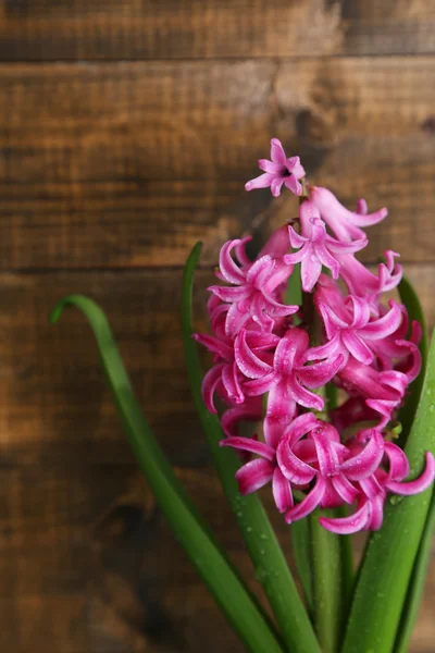 Bellissimo fiore di giacinto rosa su sfondo di legno — Foto Stock