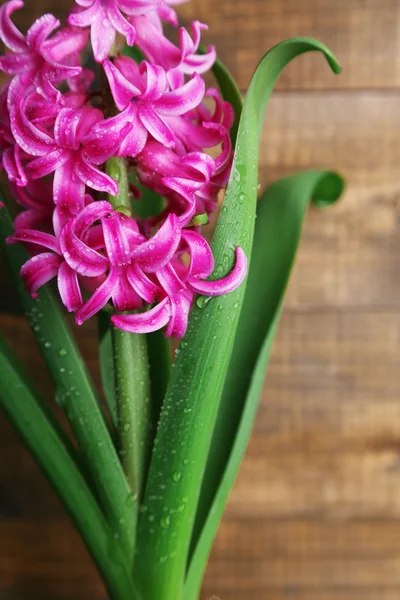 Beautiful pink hyacinth flower on wooden background — Stock Photo, Image