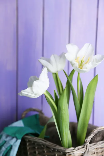 Schöne Tulpen im Weidenkorb, auf grünem Gras auf farbigem Holzhintergrund — Stockfoto