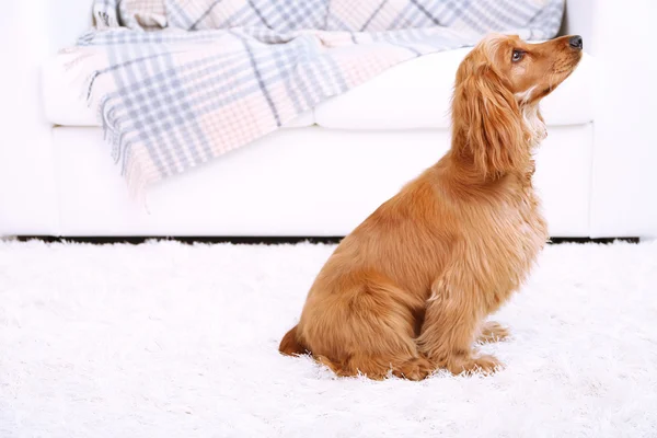 Schöner Cocker Spaniel im Zimmer — Stockfoto