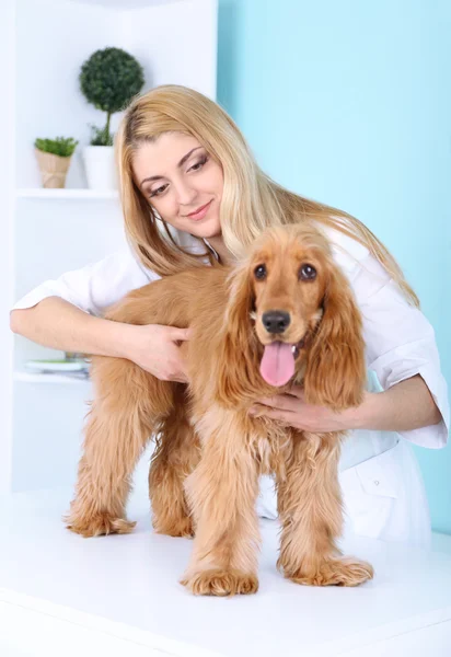 Güzel bayan veteriner klinikte köpeğini muayene ediyor. — Stok fotoğraf