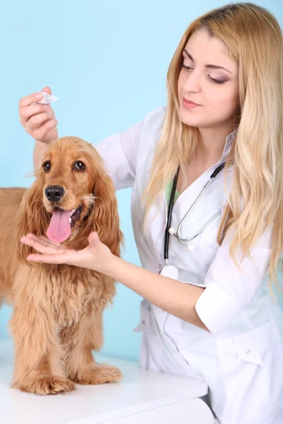 Bela jovem veterinário feminino com cão na clínica — Fotografia de Stock