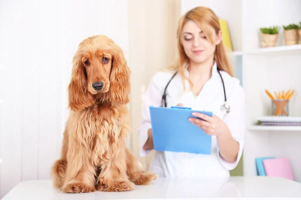 Belle jeune vétérinaire femelle avec chien en clinique — Photo