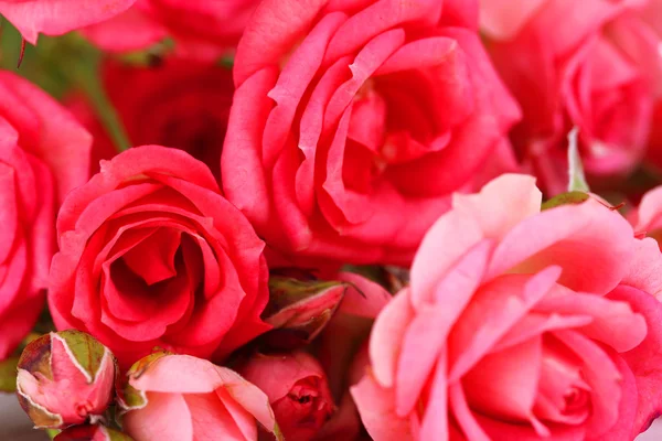 Beautiful small pink roses, close up — Stock Photo, Image