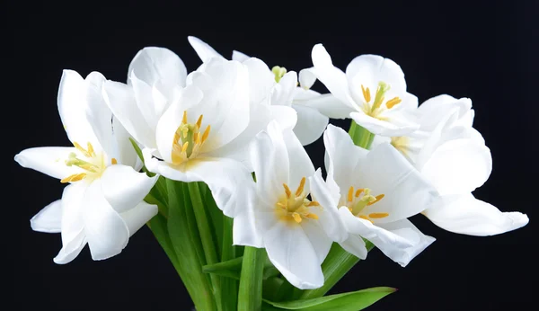 Piękny bukiet białych tulipanów na czarnym tle — Zdjęcie stockowe