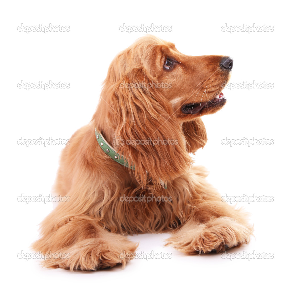 Beautiful cocker spaniel isolated on white