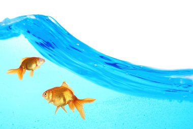 temiz su üzerinde beyaz izole Goldfish
