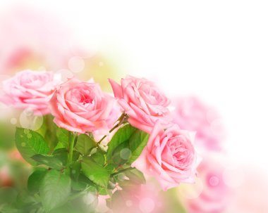parlak zemin üzerine pembe güller