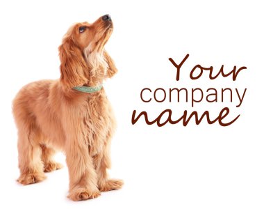 güzel cocker spaniel üzerinde beyaz izole