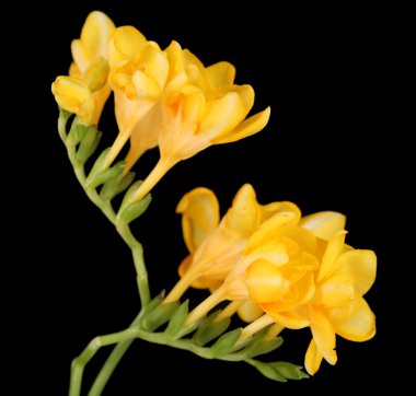 siyah arka plan üzerinde güzel Frezya