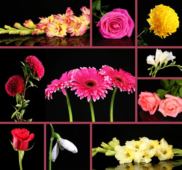 Collage van mooie bloemen op zwarte achtergrond — Stockfoto