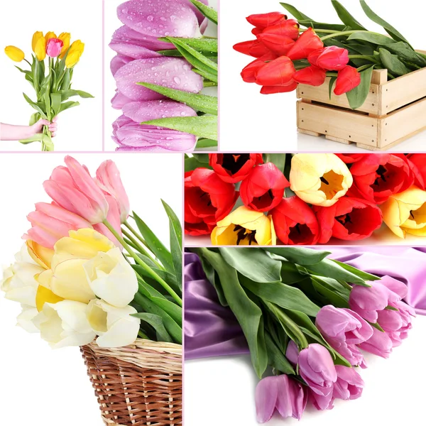 Kolaż piękne tulipany — Zdjęcie stockowe