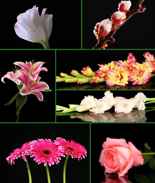 Collage de hermosas flores sobre fondo negro — Foto de Stock