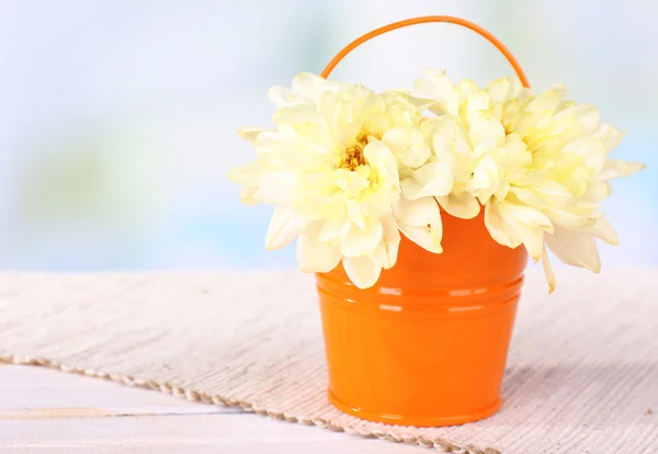 Hermosas flores de crisantemo en cubo en la mesa sobre fondo claro —  Fotos de Stock