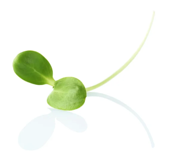 Green young sunflower sprout isolated on white — Stock Photo, Image