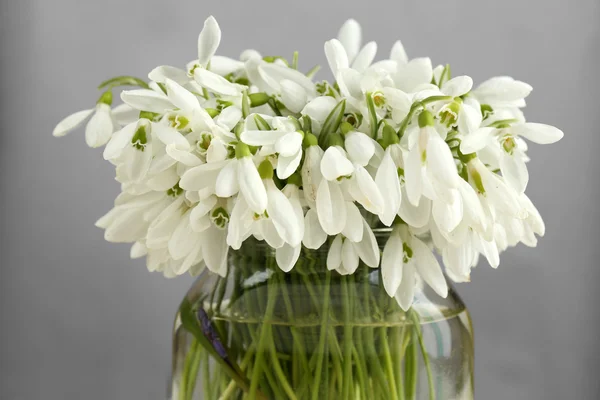 Beautiful snowdrops on grey background — Stock Photo, Image