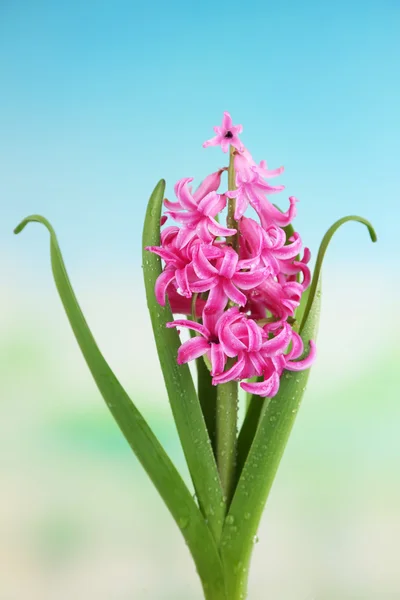 Schöne rosa Hyazinthenblüte auf hellem Hintergrund — Stockfoto