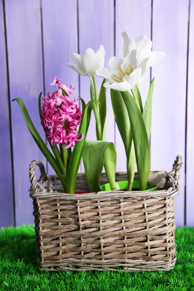 Beautiful tulips in wicker basket, on green grass on color wooden background — Stock Photo, Image